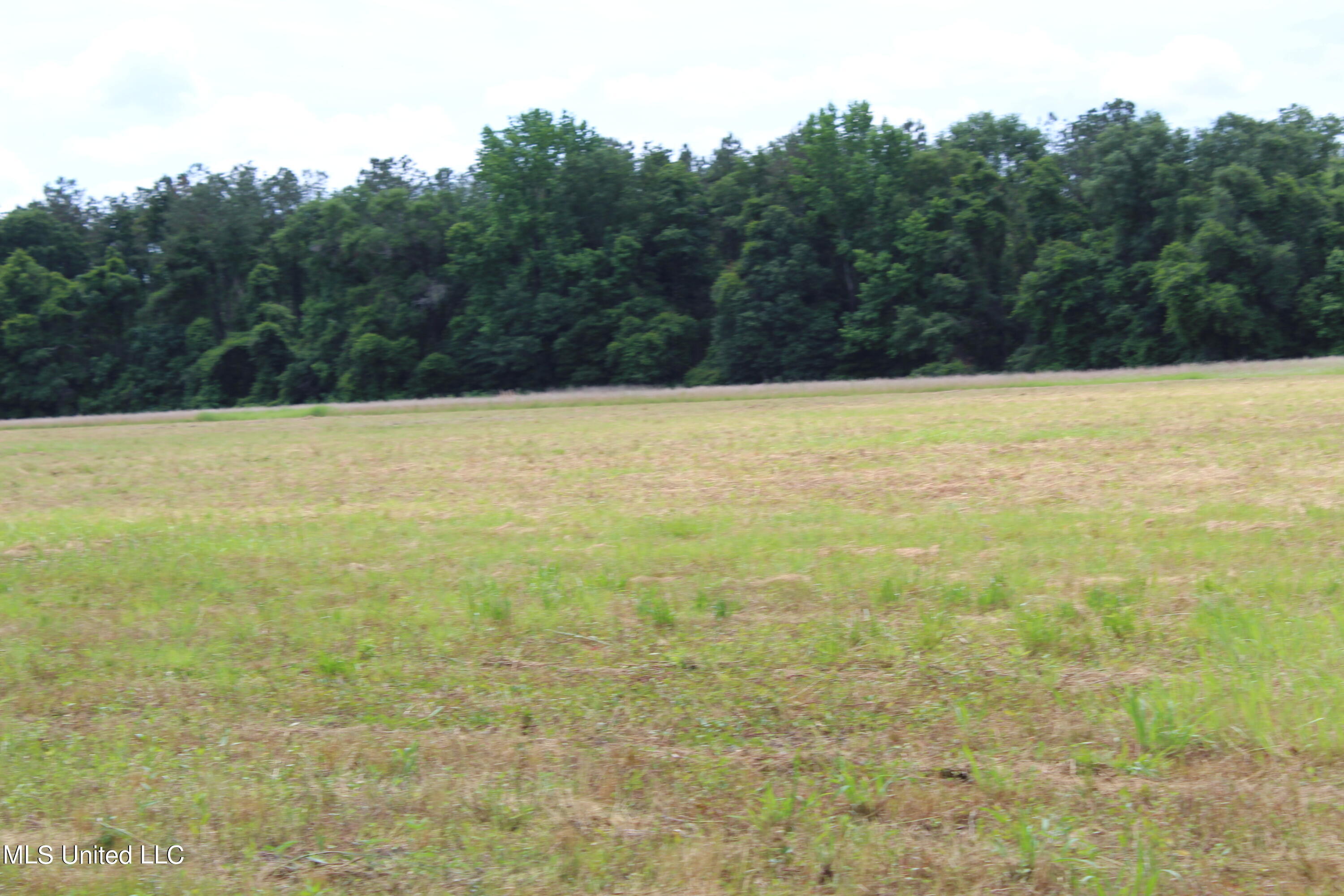 42.8-acres Merritt Road Leakesville, MS 39451 - Photo 7 of 10 IMG_9996