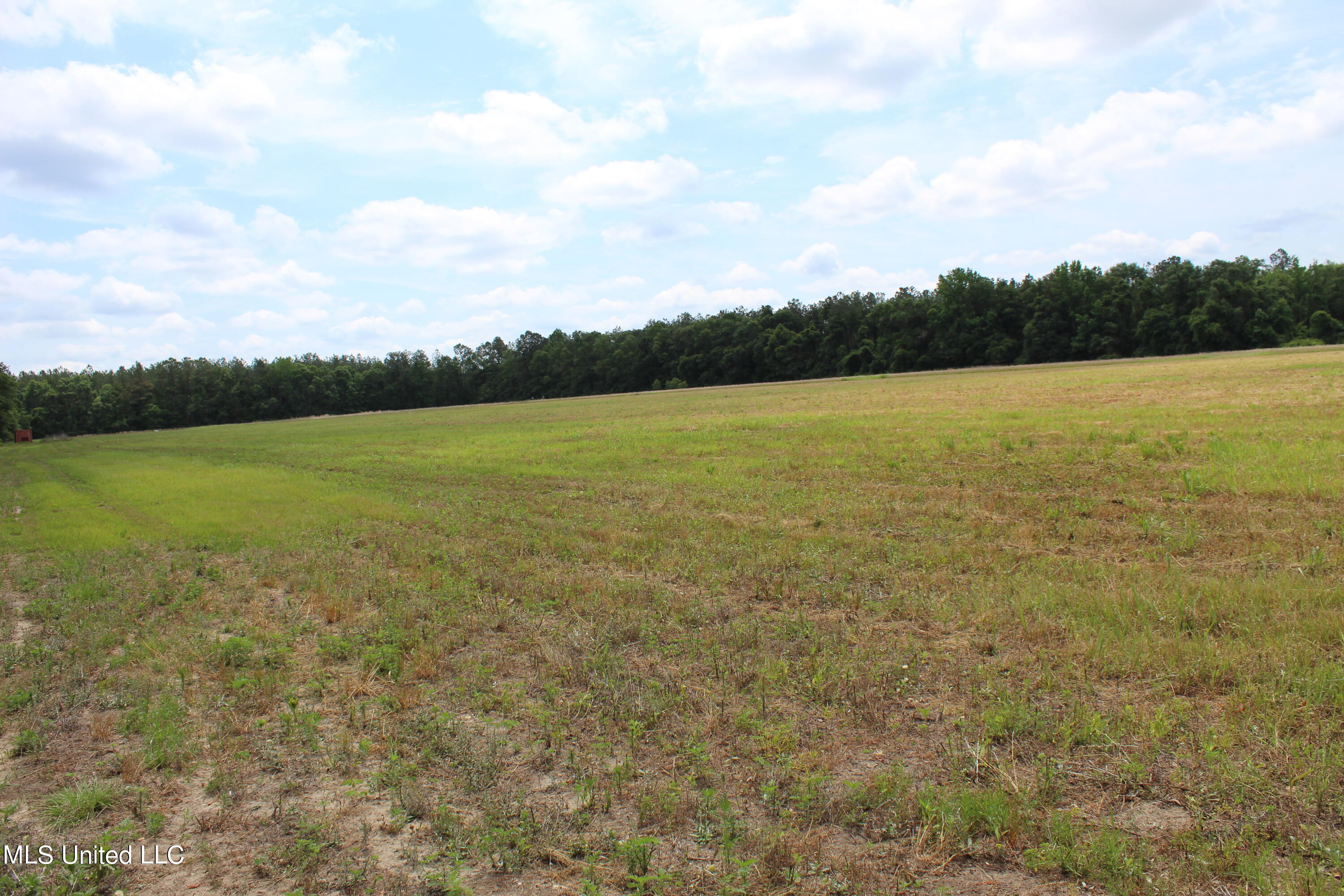 42.8-acres Merritt Road Leakesville, MS 39451 - Photo 8 of 10 IMG_9997