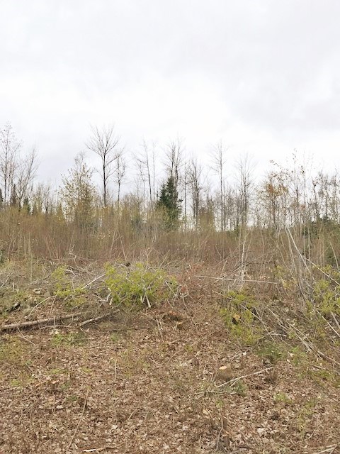 0 Turnpike Road, Unit 32B1 Jefferson, NH 03583 - Photo 3 of 7
