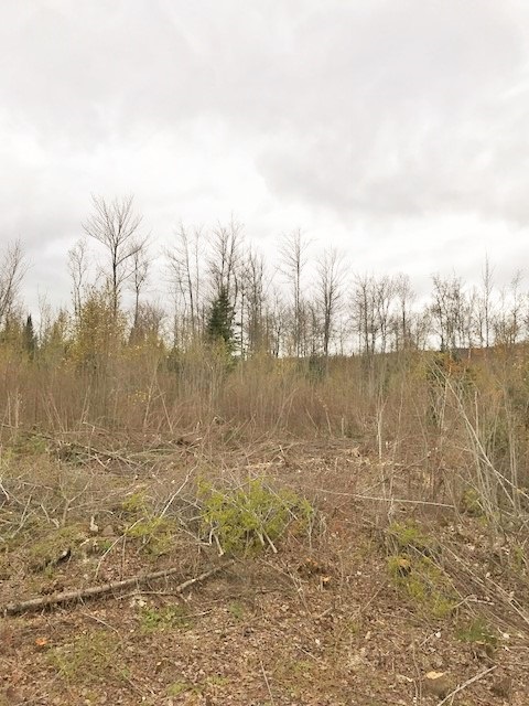 0 Turnpike Road, Unit 32B1 Jefferson, NH 03583 - Photo 4 of 7