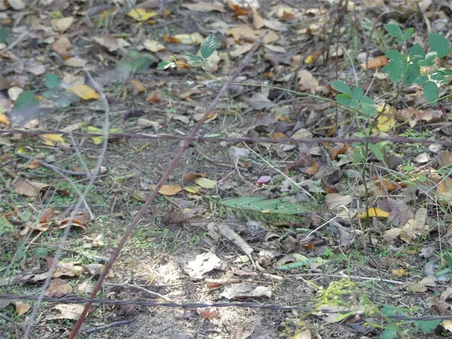 a view of a lush green forest with lots of trees
