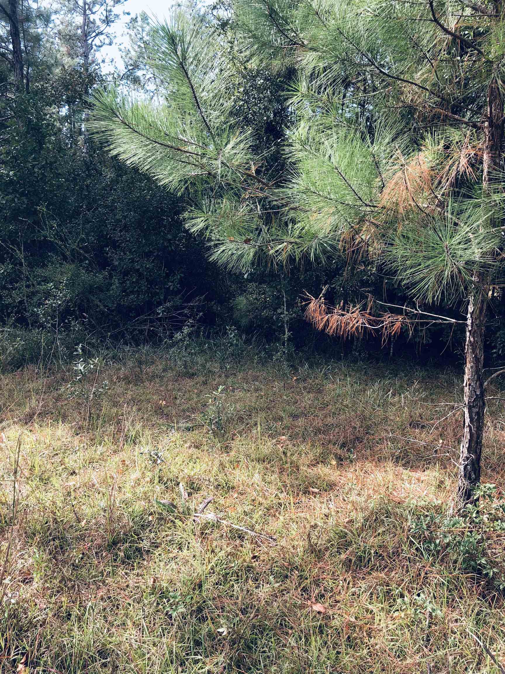20950 Lacey Road Silverhill, AL 36576 - Photo 8 of 17