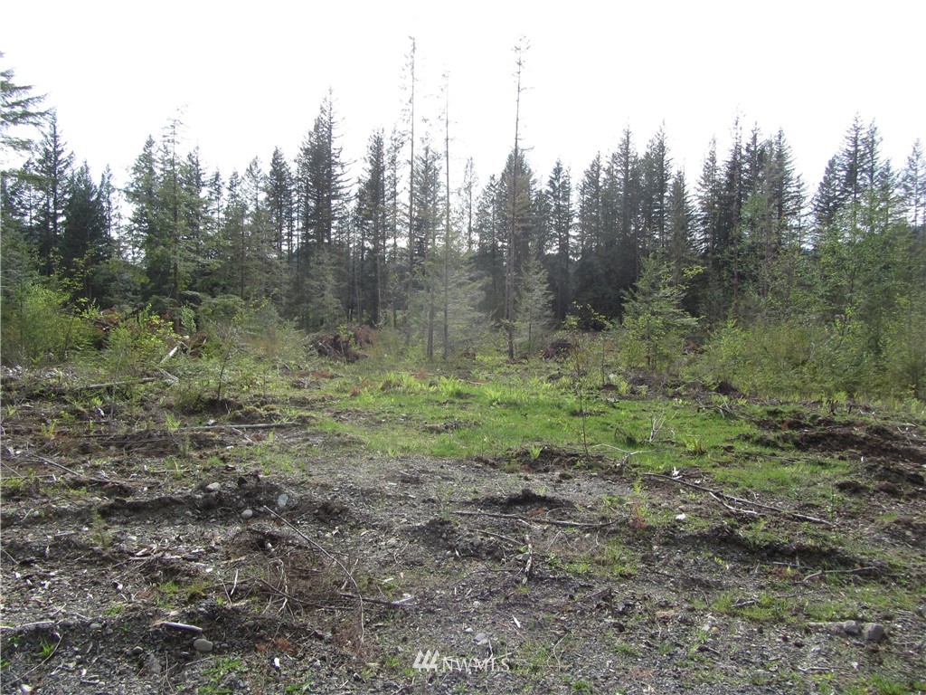 6491 South Pass Road Maple Falls, WA 98266 - Photo 2 of 4 a view of a lush green forest with lots of trees