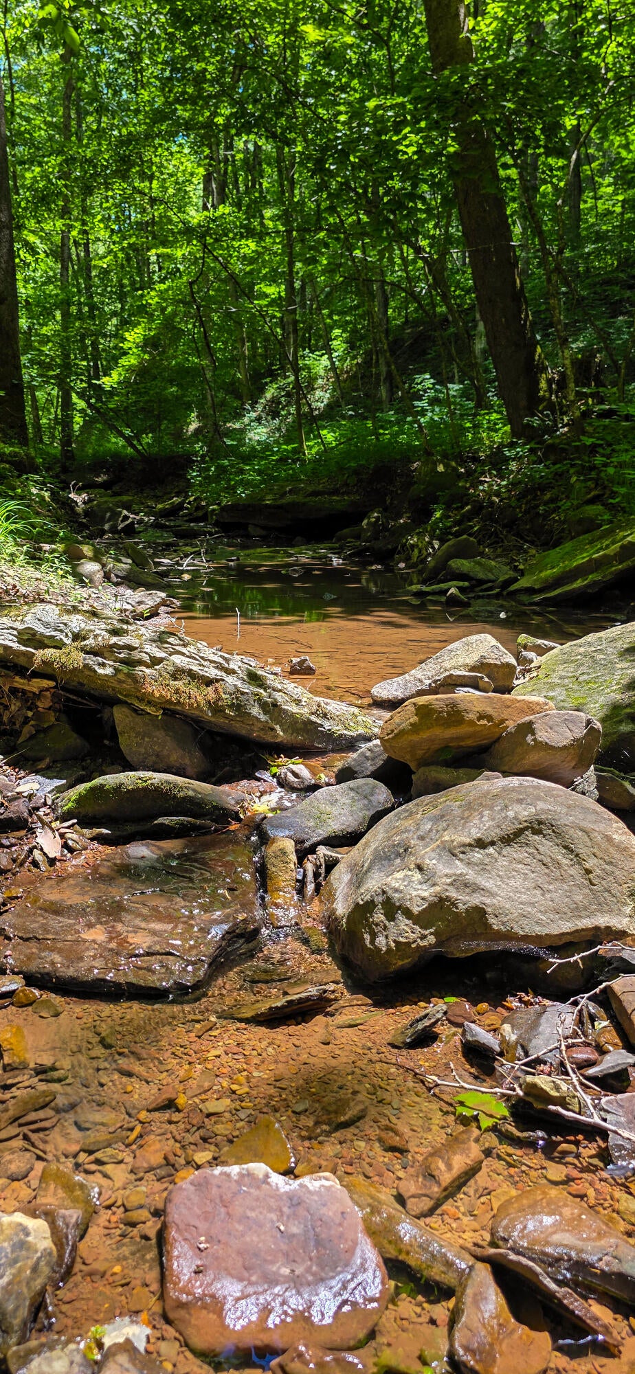 Ellison Ridge Jumping Branch, WV 25969 - Photo 9 of 26 Gallery Image 9