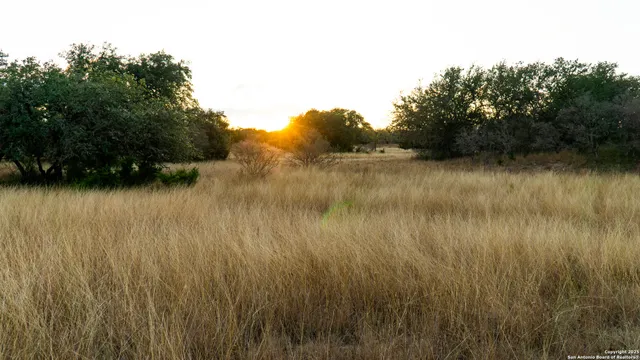 a view of a forest with trees in front of it