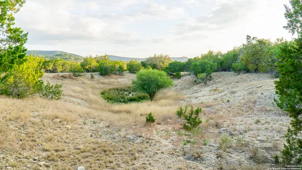 a view of a dry yard with plants and large trees