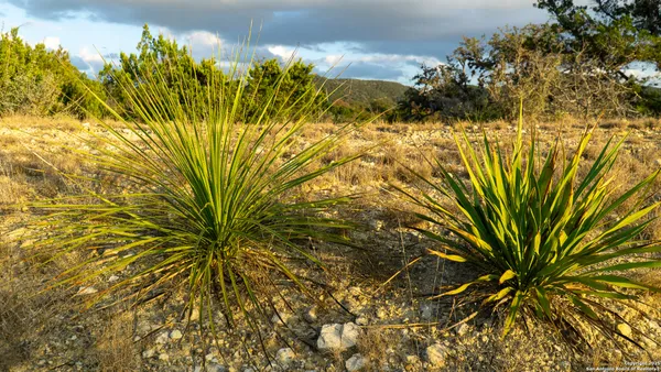 a view of a big yard with plants and a large tree