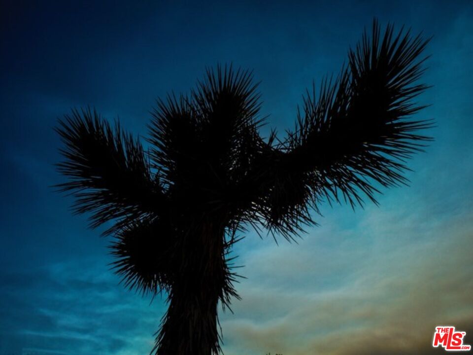 29243 Piani Road Pearblossom, CA 93553 - Photo 55 of 64 a view of a palm tree