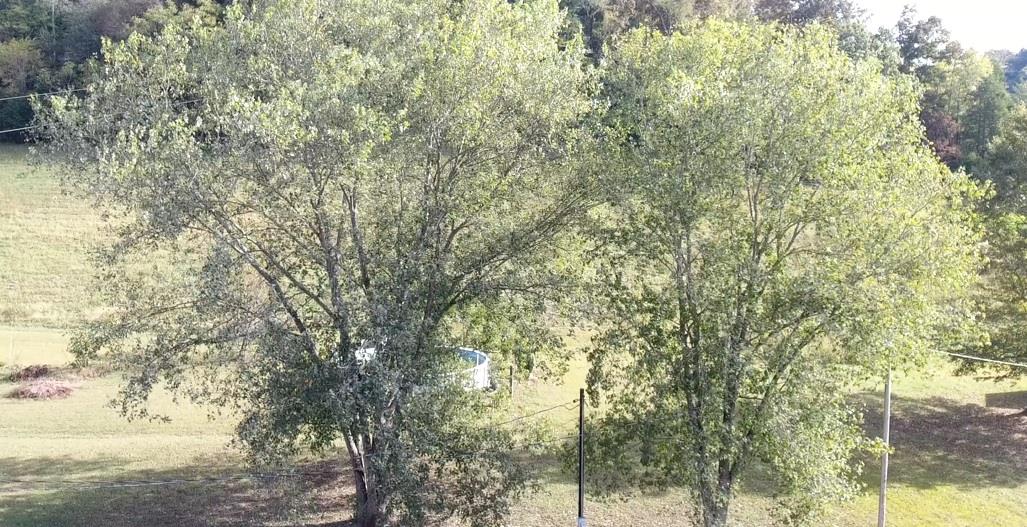 1268 Bull Run Road Lynchburg, TN 37352 - Photo 20 of 21 Nice trees, quiet space and lots of room. This modular home is move in ready and waiting on you.
