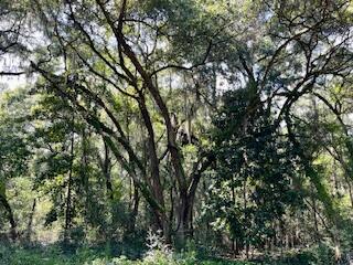 8357 Chisolm Plantation Road Edisto Island, SC 29438 - Photo 39 of 73 IMG_7639