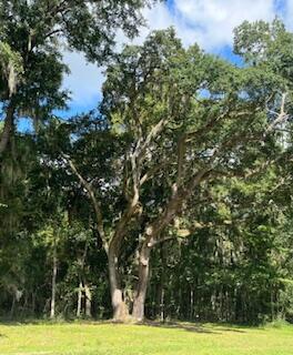 8357 Chisolm Plantation Road Edisto Island, SC 29438 - Photo 71 of 73 IMG_7778