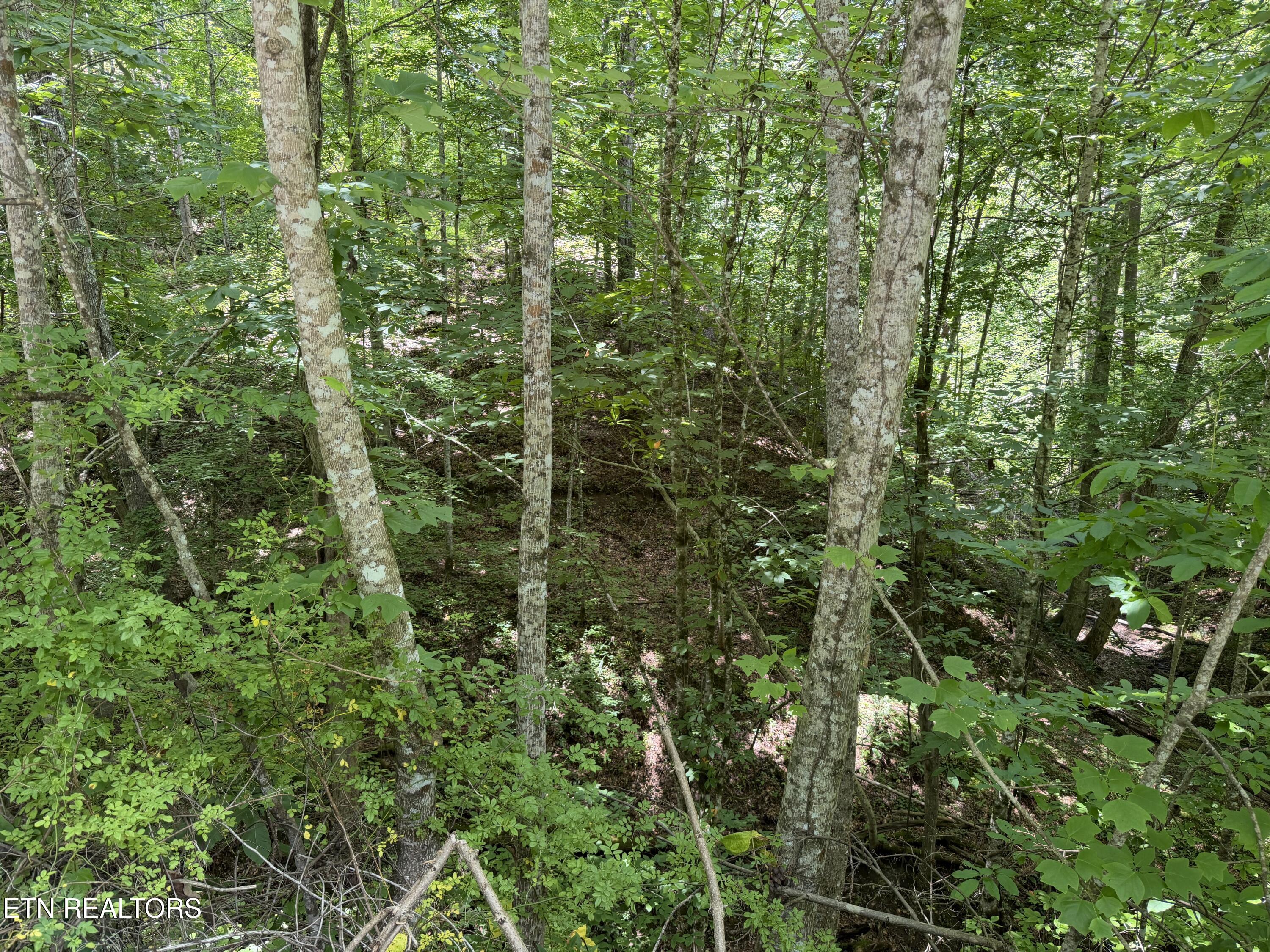 0 Mountain Shores Road New Tazewell, TN 37825 - Photo 4 of 8 IMG_3004 2