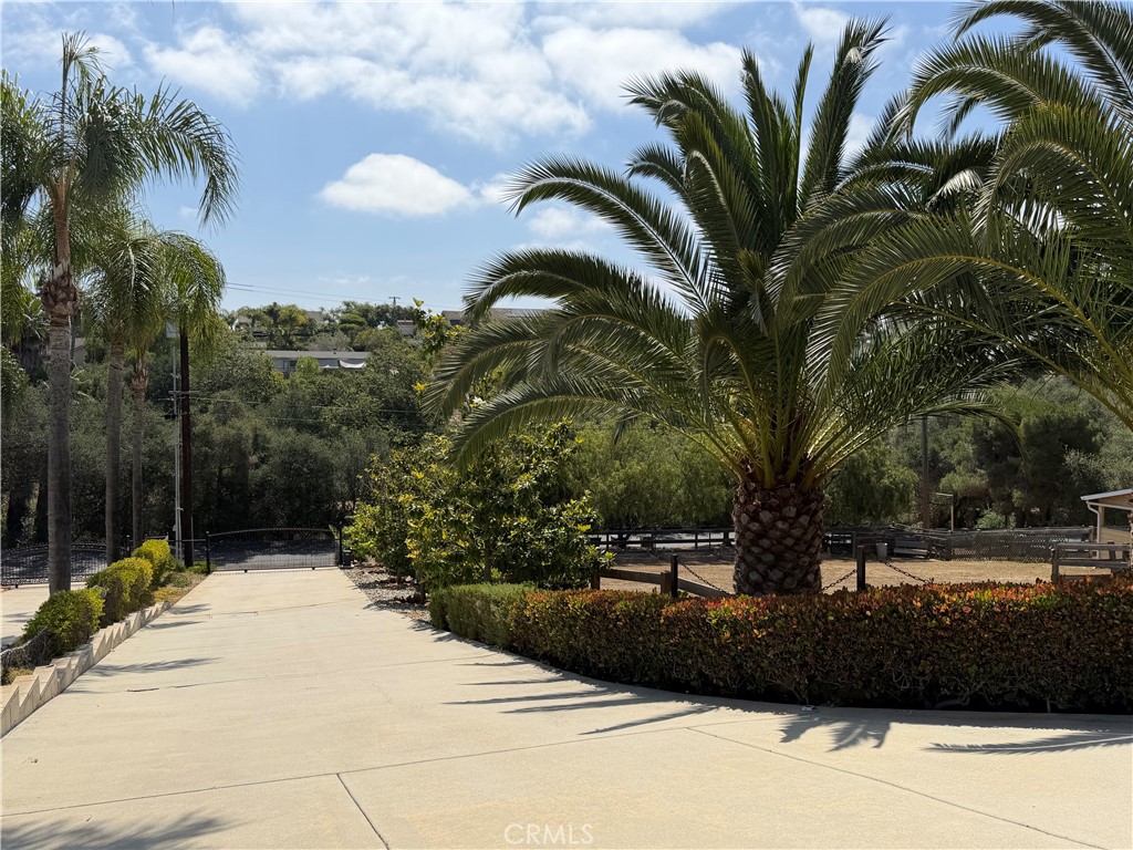 3839 Forbell Place Fallbrook, CA 92028 - Photo 12 of 98 Setting the stage for this charming estate home is a Cement driveway lined with palm trees and four beautiful magnolia trees.
