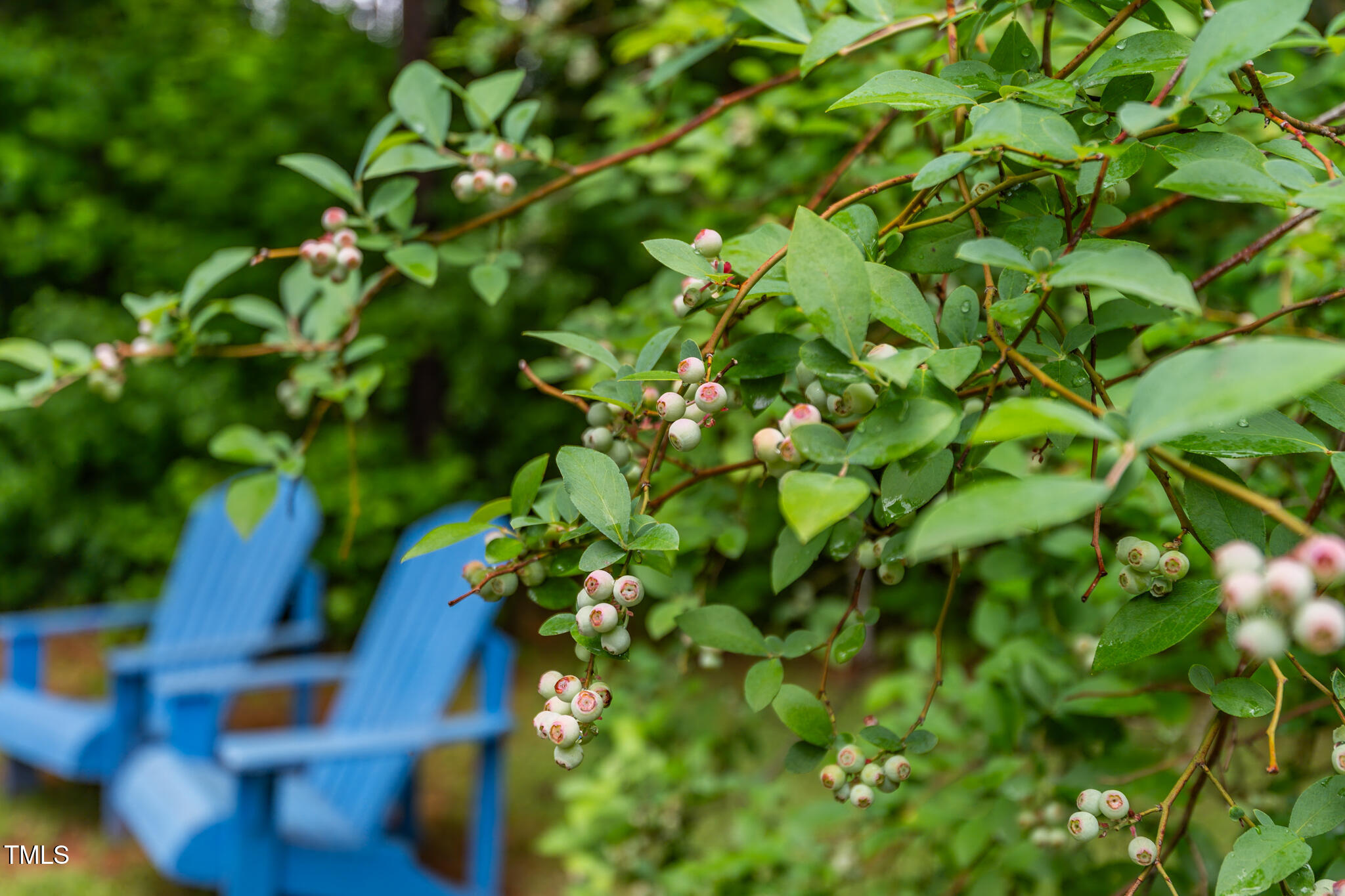 1085 Bynum Road Pittsboro, NC 27312 - Photo 35 of 41 Blueberries!