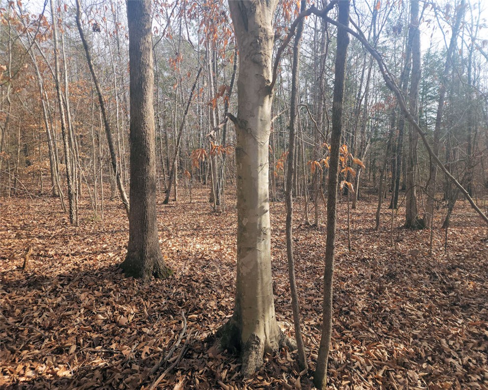 0 Todd Quarter Road Waterloo, SC 29384 - Photo 12 of 26