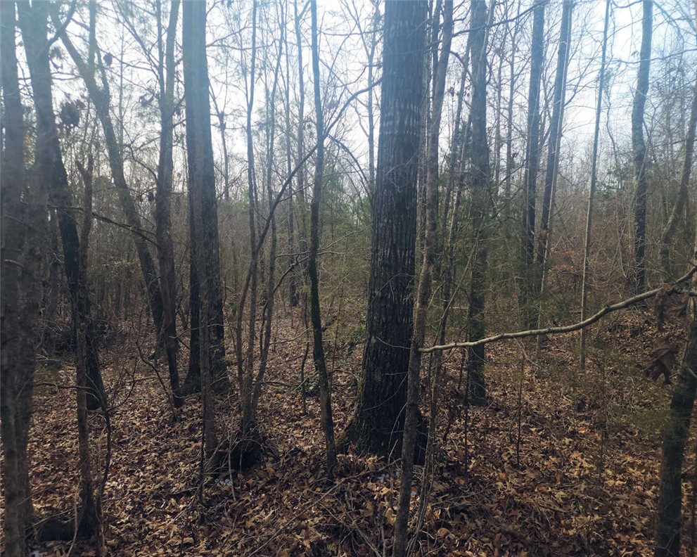 0 Todd Quarter Road Waterloo, SC 29384 - Photo 5 of 26