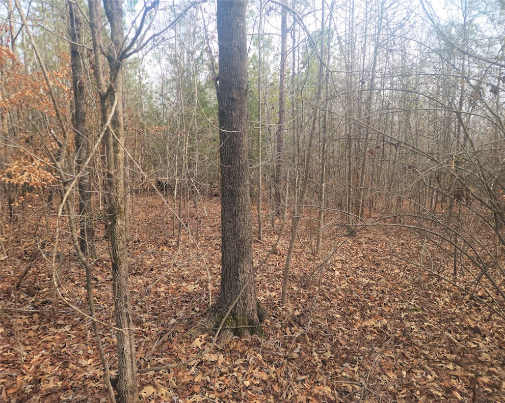 0 Todd Quarter Road Waterloo, SC 29384 - Photo 6 of 26