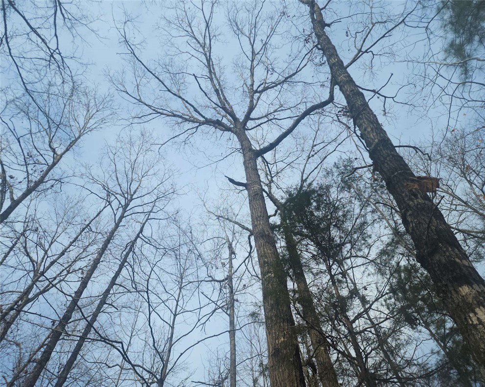 0 Todd Quarter Road Waterloo, SC 29384 - Photo 7 of 26