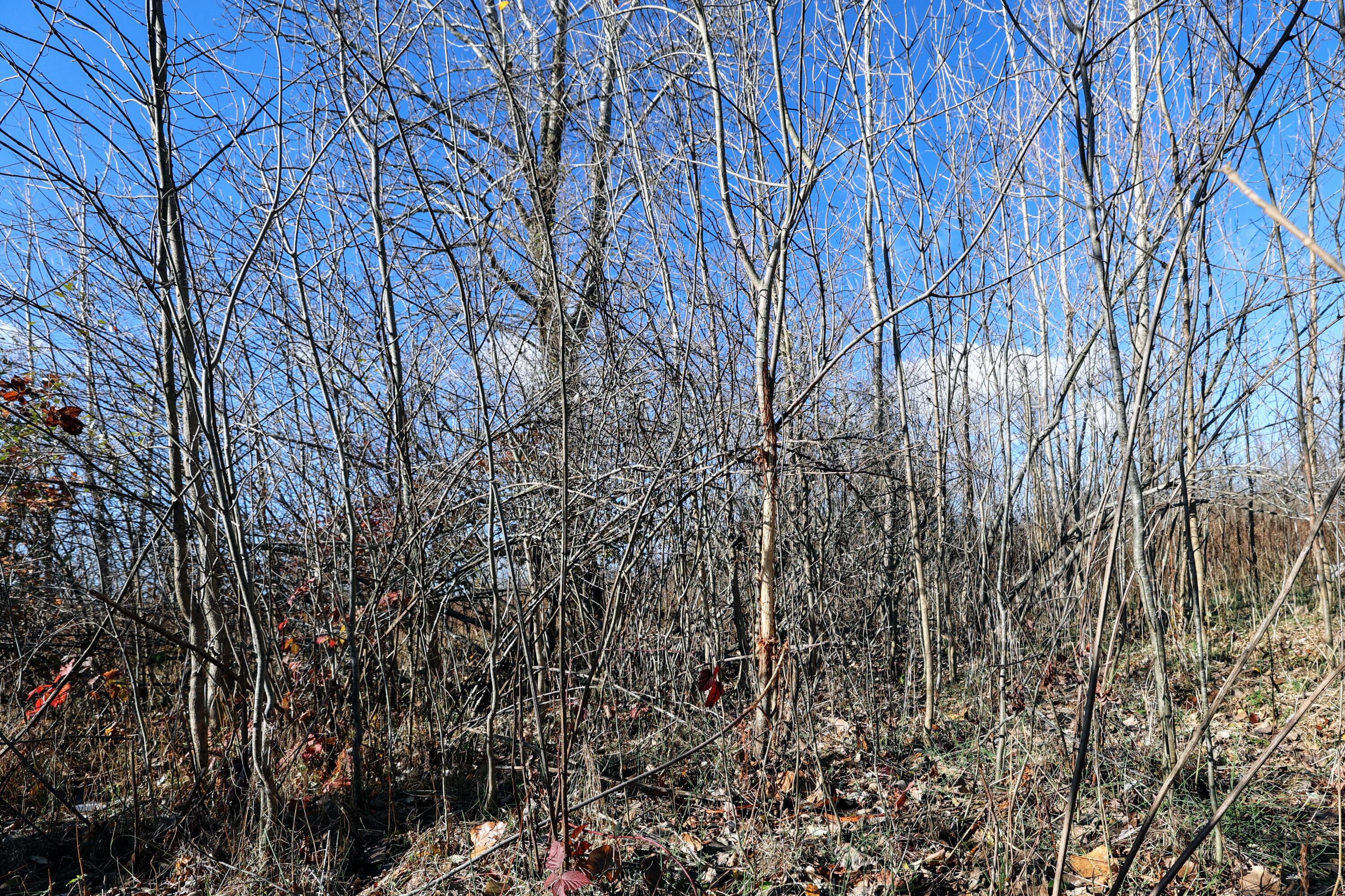 Vl 32nd Avenue Covert, MI 49043 - Photo 16 of 49 16