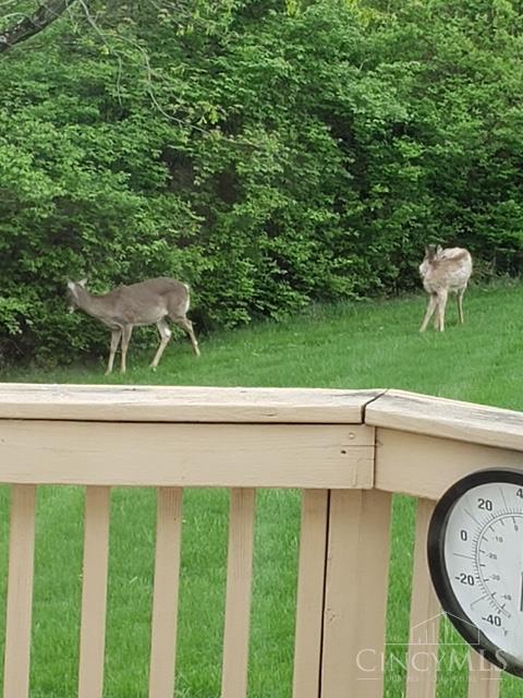 5856 Blue Rock Road Cincinnati, OH 45247 - Photo 46 of 51 Deer