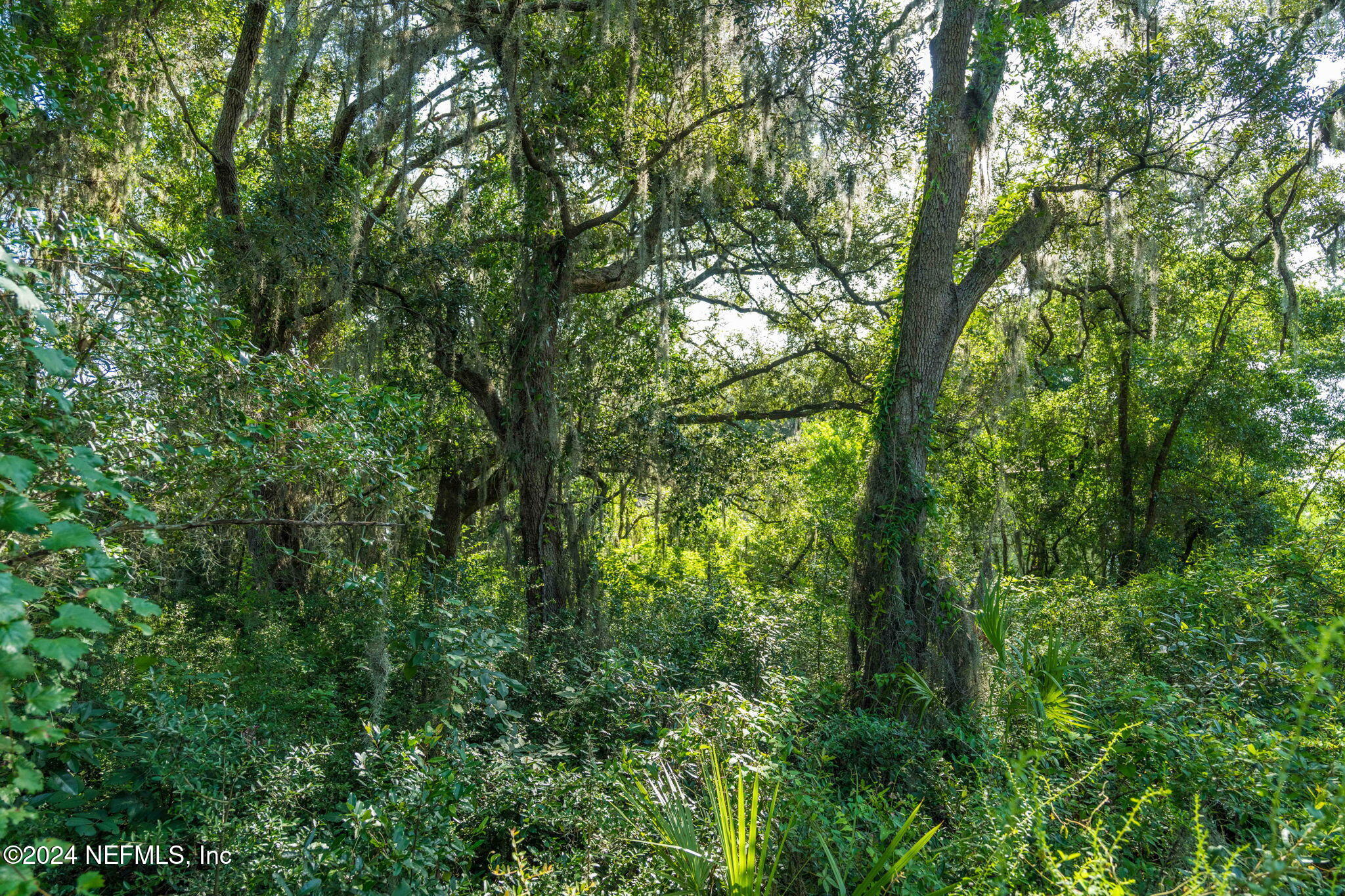0 Atlantic Avenue Fernandina Beach, FL 32034 - Photo 12 of 37 a view of a lush green forest