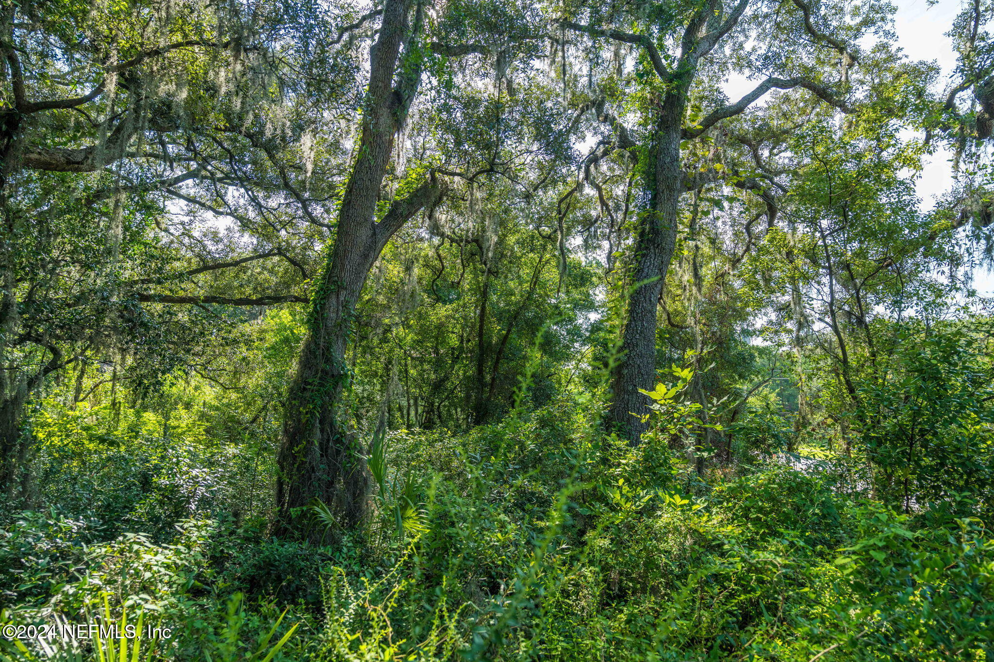0 Atlantic Avenue Fernandina Beach, FL 32034 - Photo 13 of 37 a view of a lush green forest
