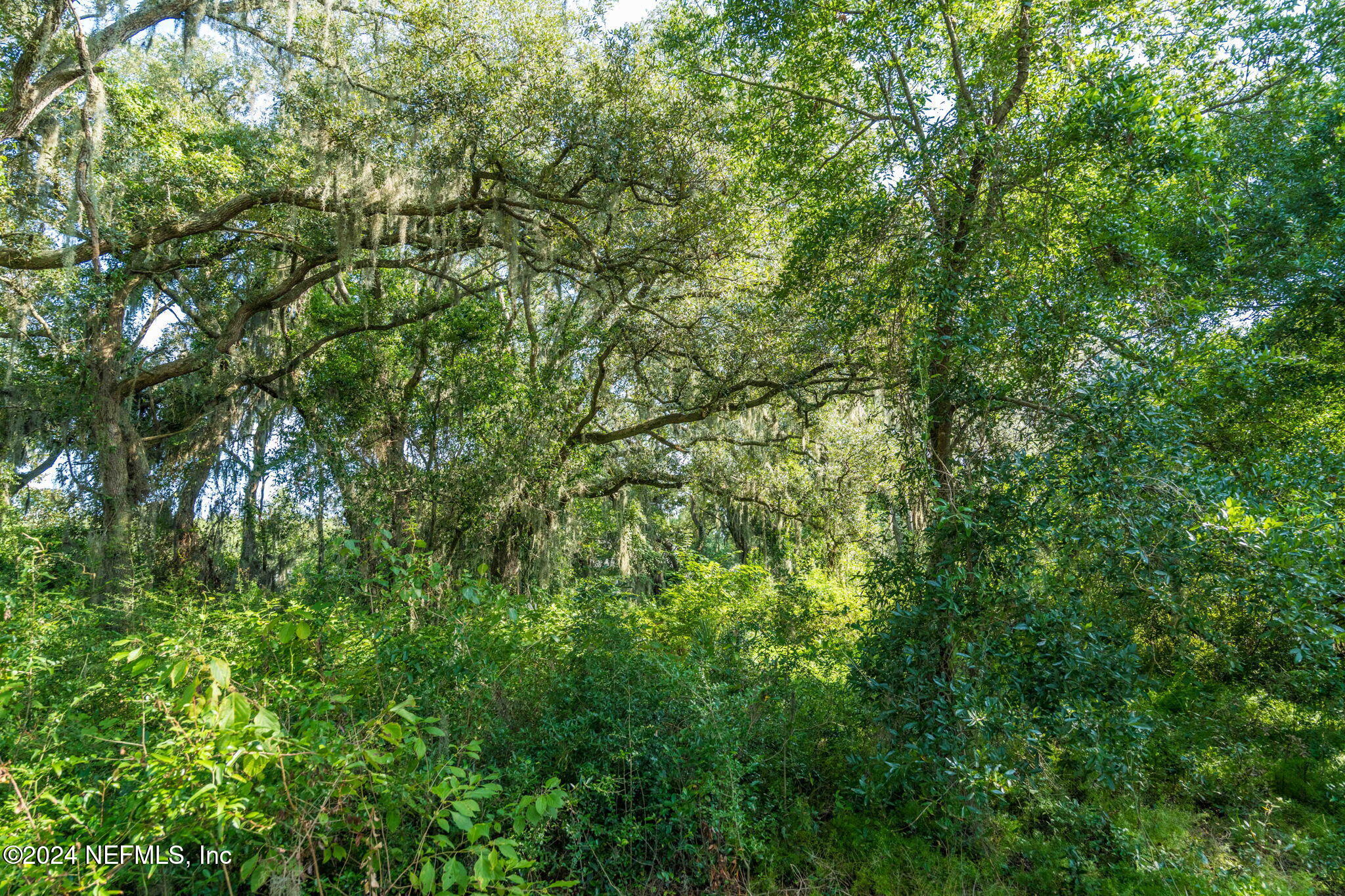 0 Atlantic Avenue Fernandina Beach, FL 32034 - Photo 14 of 37 a view of a lush green forest