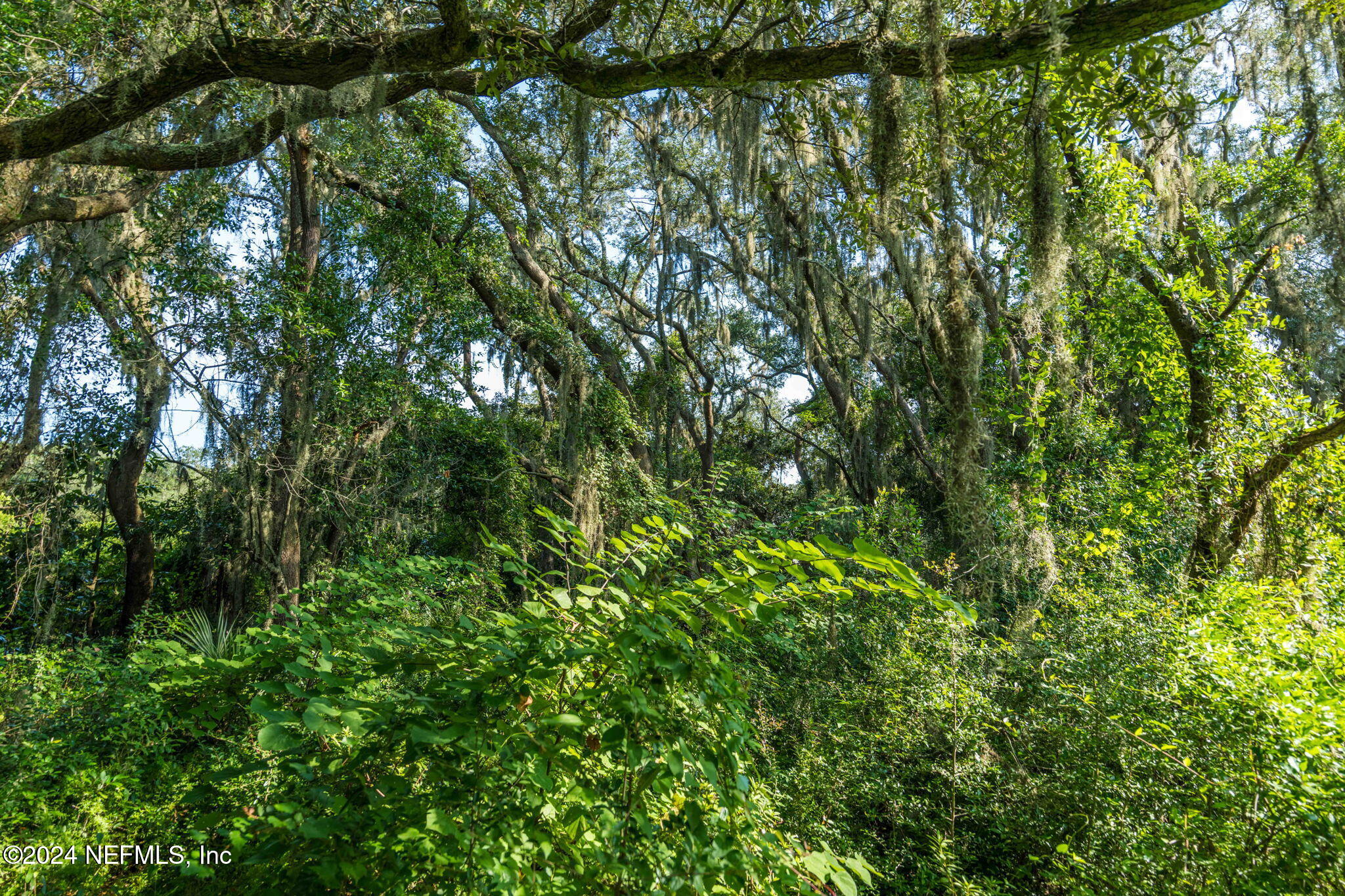 0 Atlantic Avenue Fernandina Beach, FL 32034 - Photo 15 of 37 a view of a forest with a tree