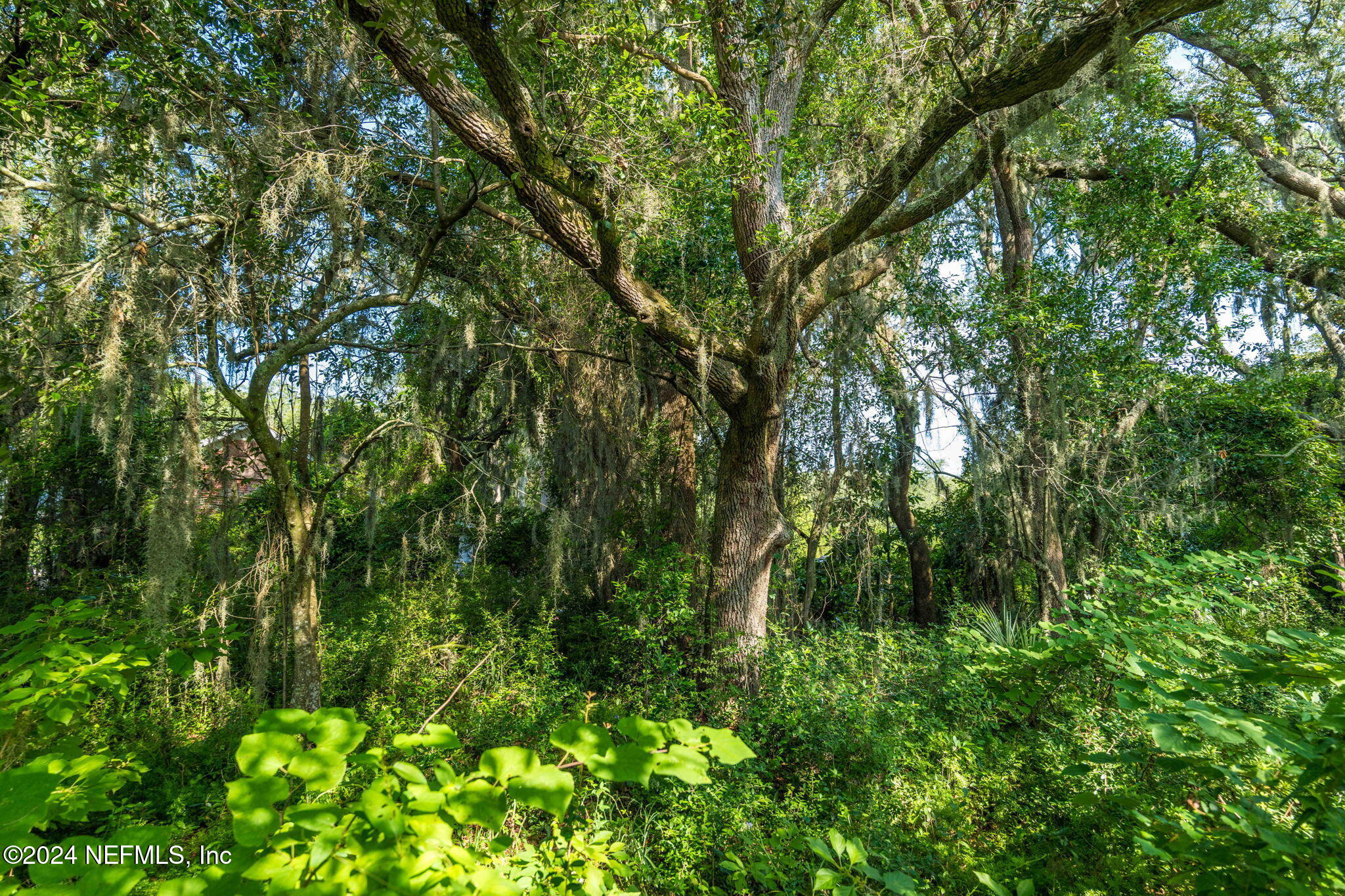 0 Atlantic Avenue Fernandina Beach, FL 32034 - Photo 16 of 37 a view of a lush green forest