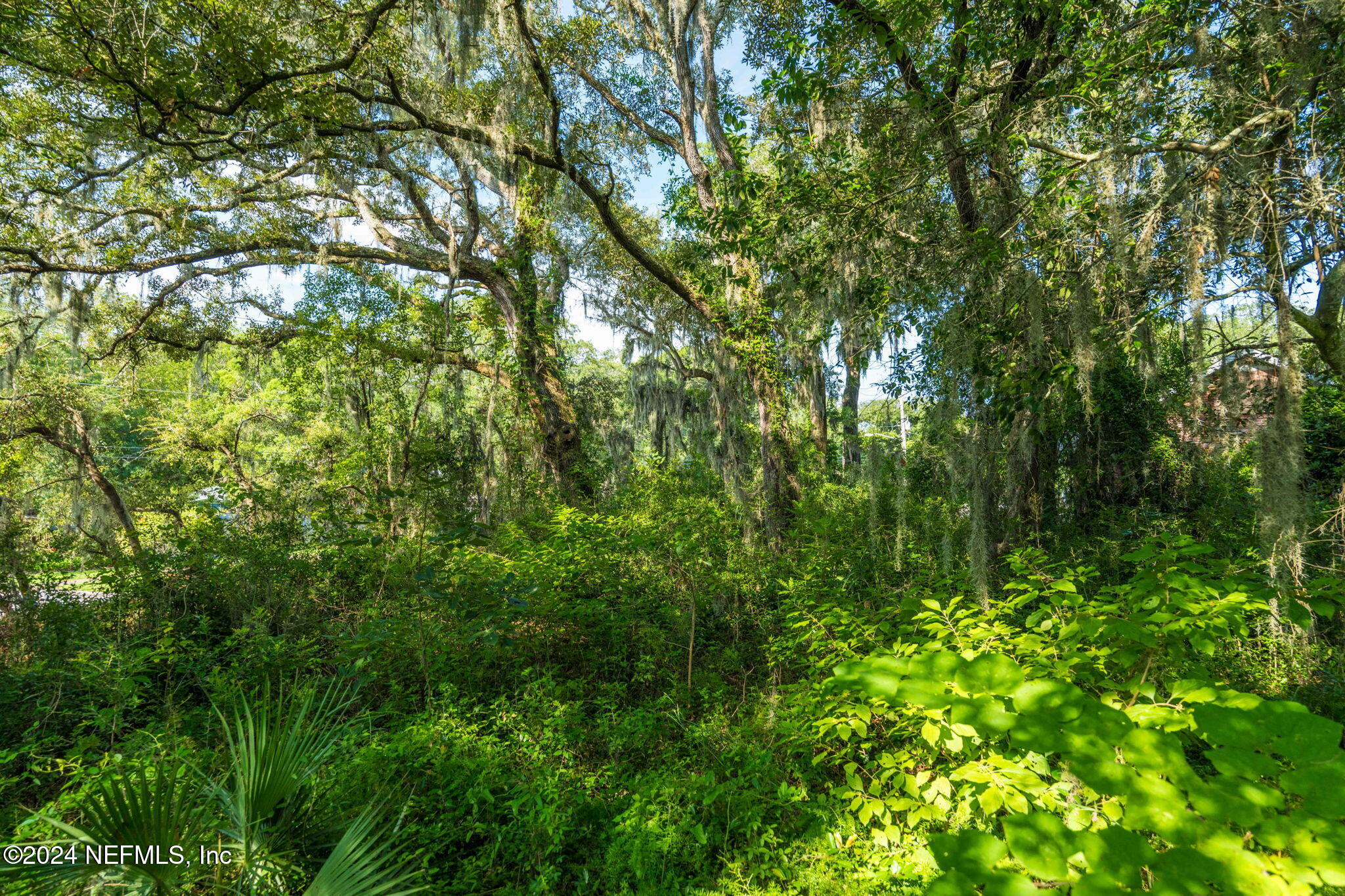 0 Atlantic Avenue Fernandina Beach, FL 32034 - Photo 17 of 37 a view of a lush green forest