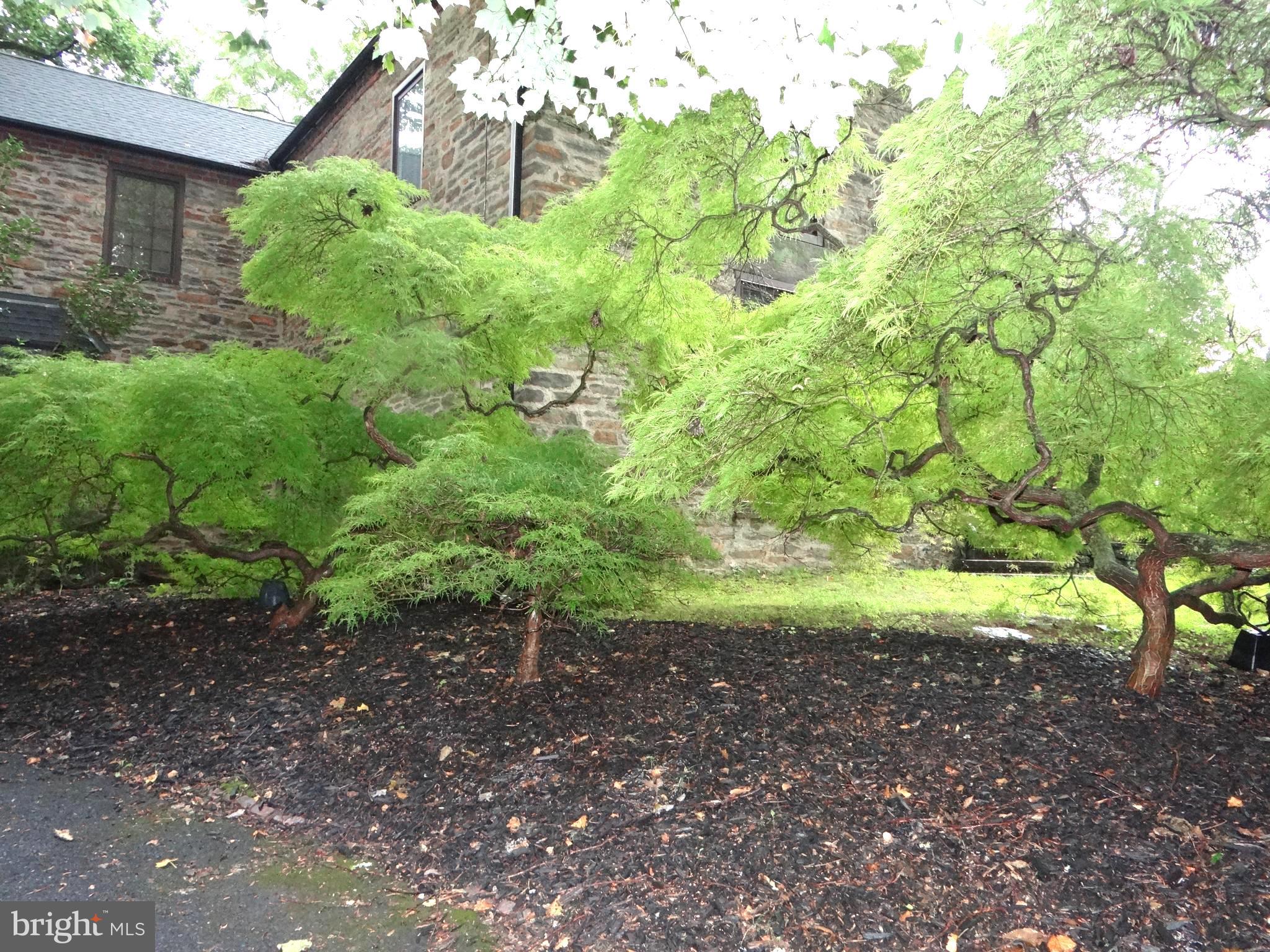 845 Dale Road Jenkintown, PA 19046 - Photo 9 of 53 Maple Trees off Drive