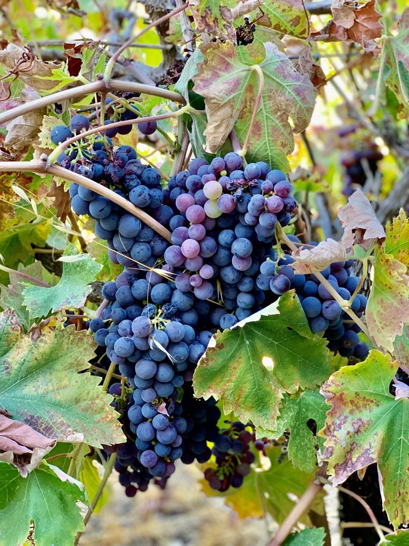 720 Fern Ridge Felton, CA 95018 - Photo 45 of 47 a picture of flowers