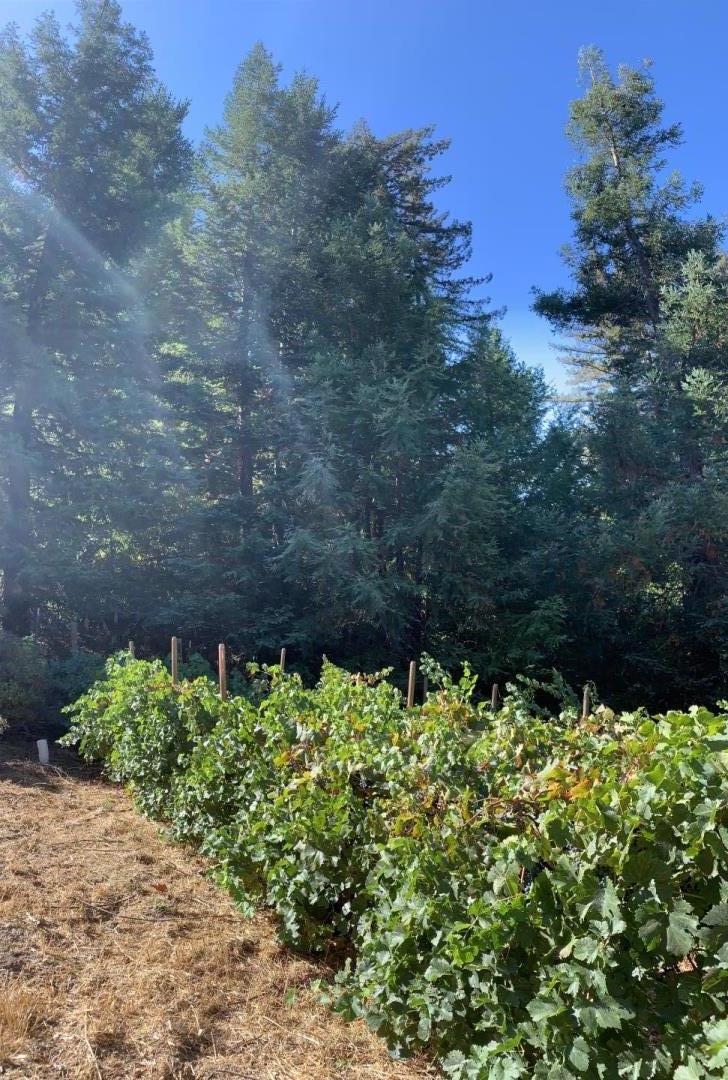720 Fern Ridge Felton, CA 95018 - Photo 47 of 47 a view of a garden with plants