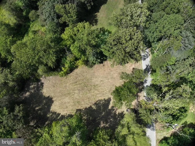 a view of a forest with a tree