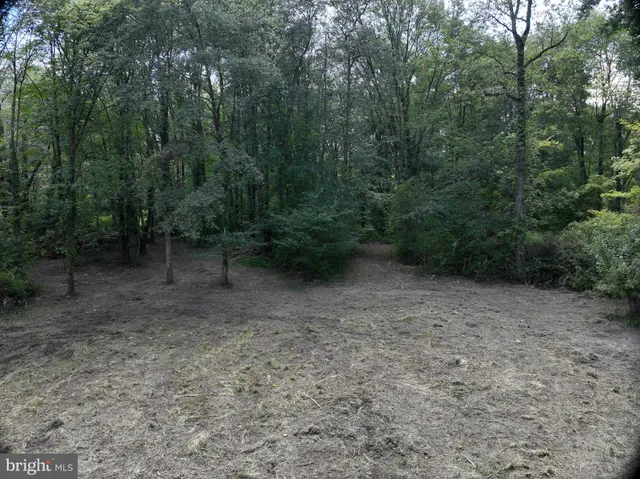 a view of a forest with trees in the background