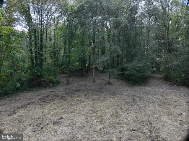 a view of a forest with trees in the background