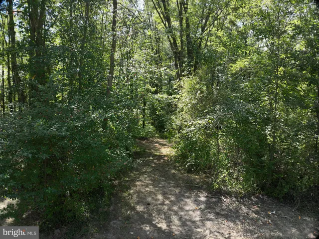 a view of a lush green forest