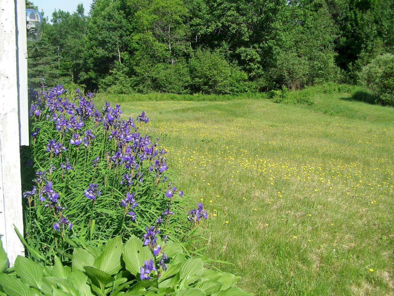1642 East Ridge Road Cornville, ME 04976 - Photo 72 of 82 72. iris and yellow paintbrush
