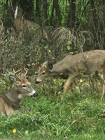 $289,900 | 245 Summit Street, Iola, WI 54945