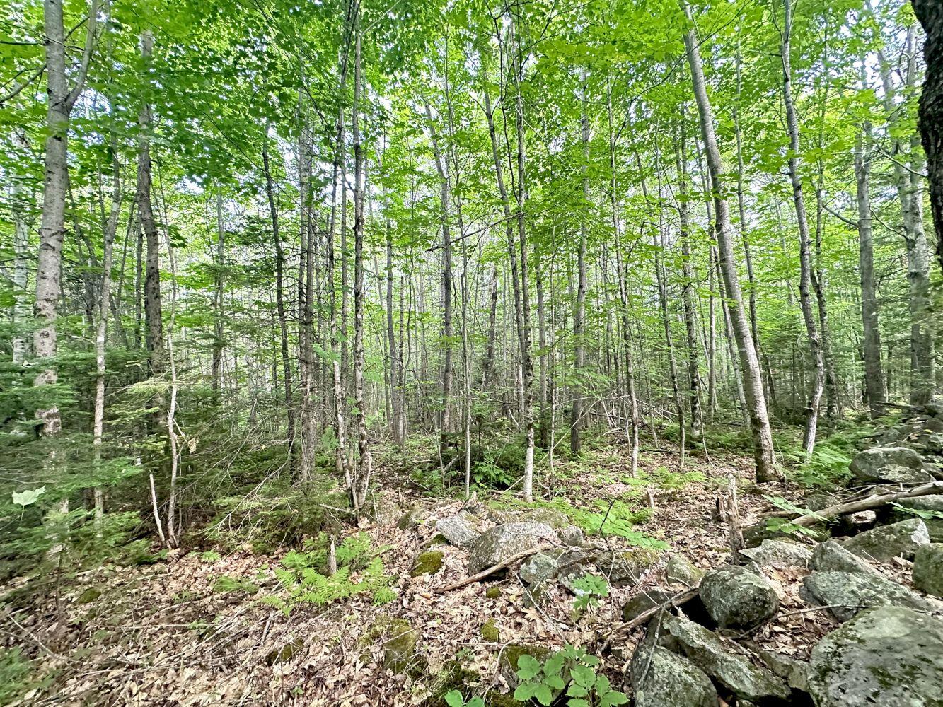 492 Tower Road Vienna, ME 04360 - Photo 14 of 31 IMG_2594_result