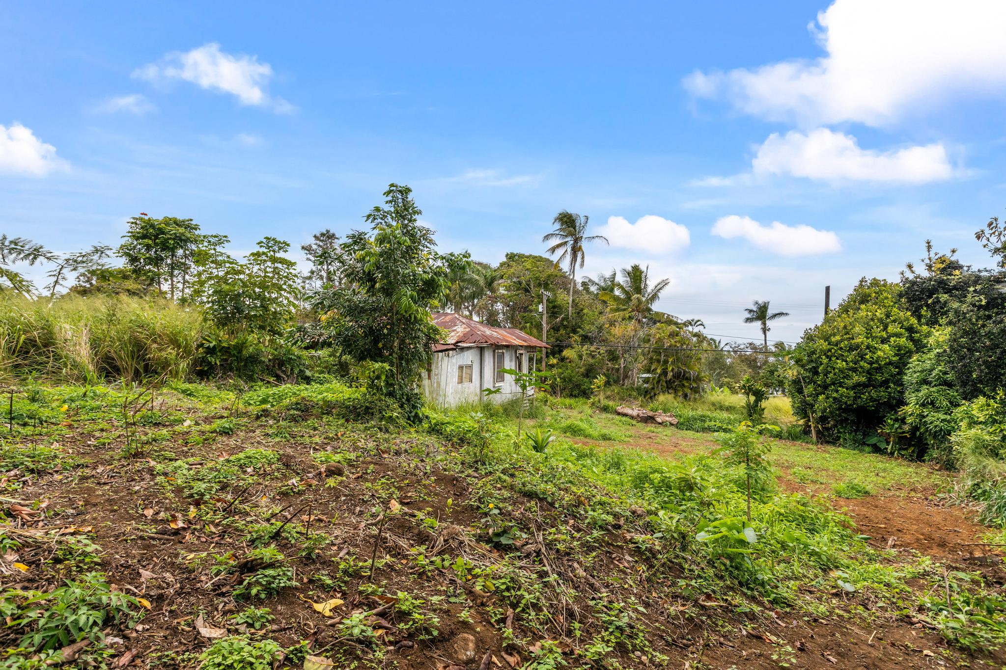 48-5399 Kukuihaele Road Honokaa, HI 96727 - Photo 14 of 25 a view of a big yard with plants and large trees