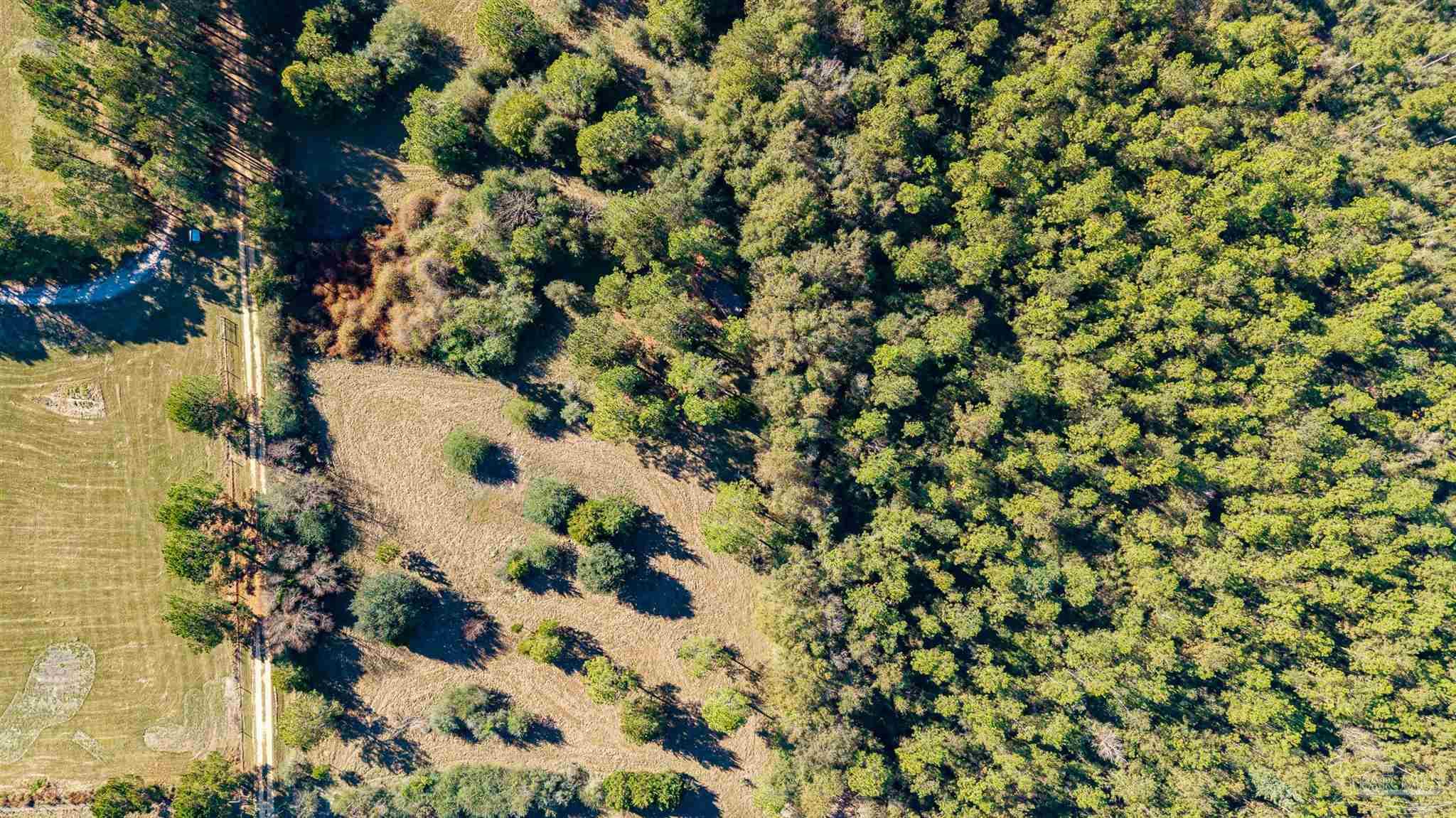 1756 Jacks Branch Road Cantonment, FL 32533 - Photo 13 of 29 view of a tree with a plant
