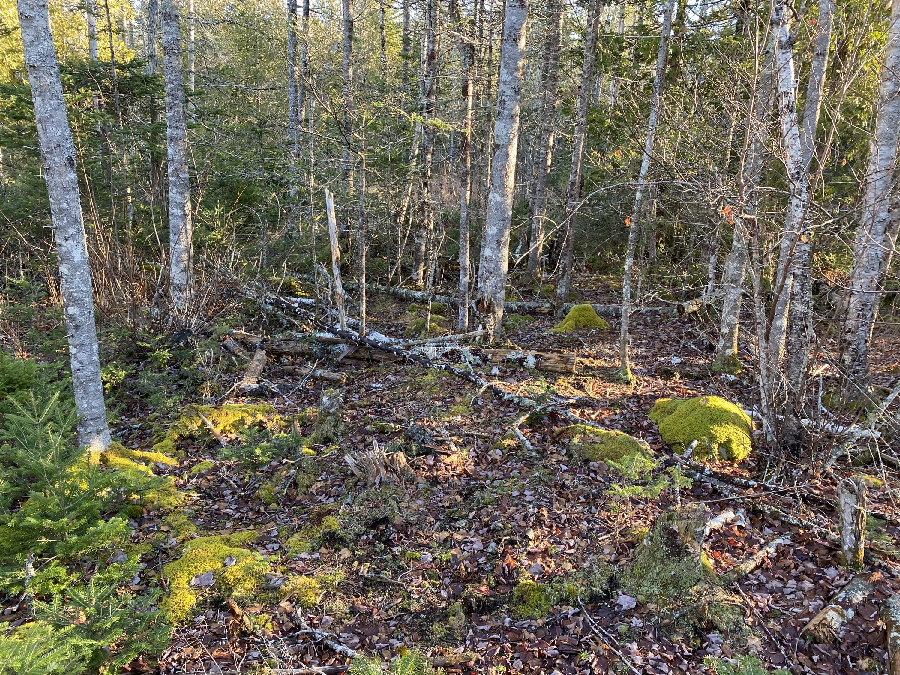 9-011 Pond Road Gouldsboro, ME 04607 - Photo 4 of 14 2020-11-29_14-01-25_099