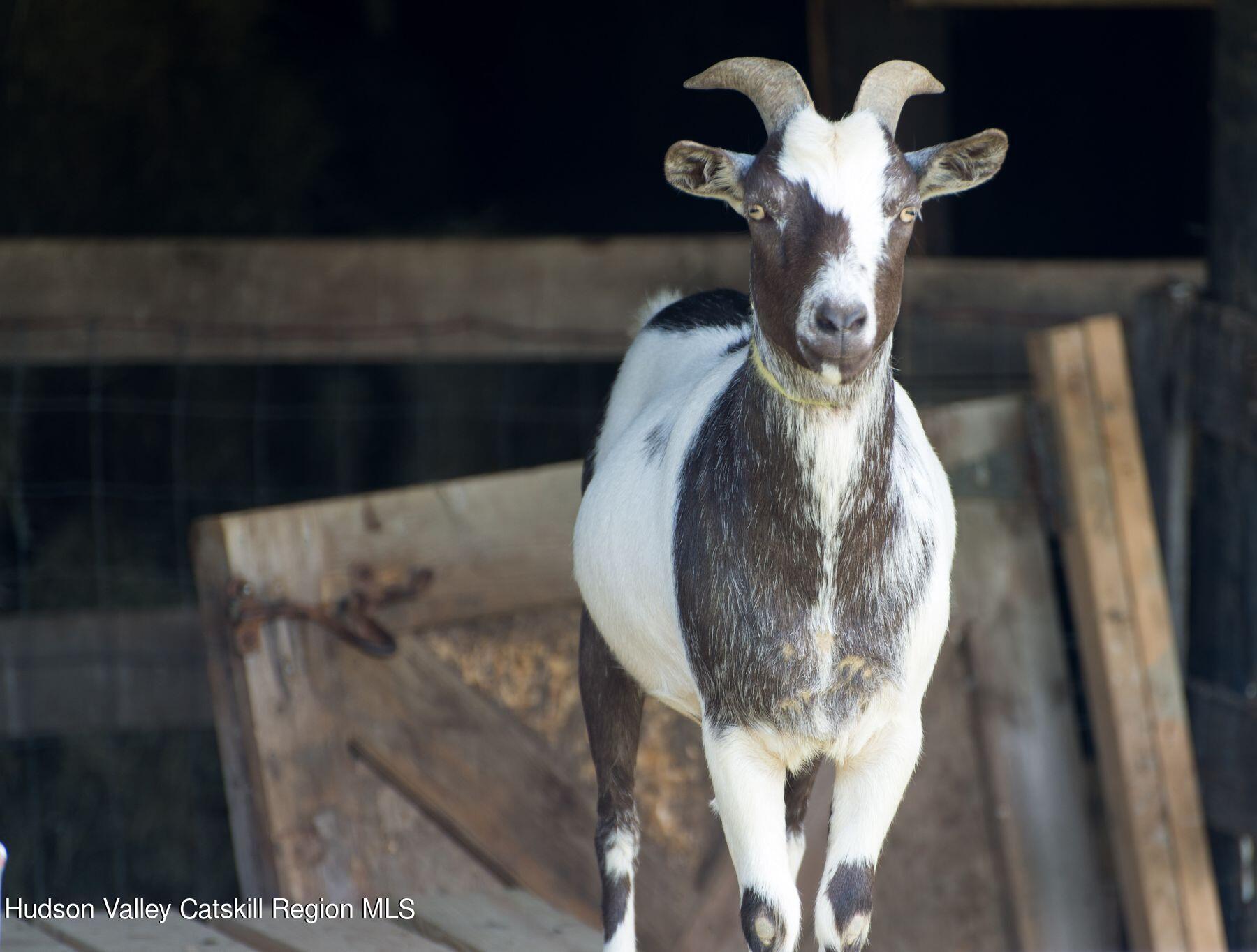 356 Co Rte 6 Germantown, NY 12526 - Photo 51 of 52 a close view of a chandelier in a kitchen