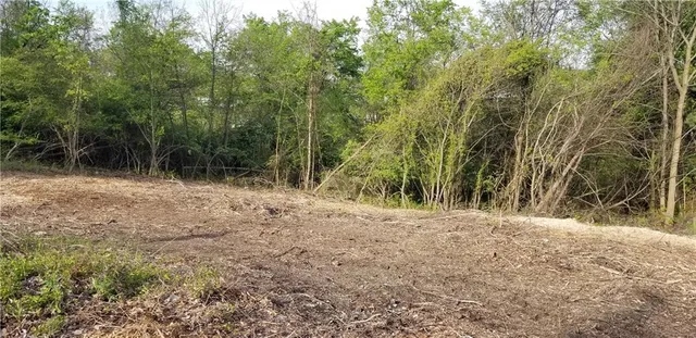 a view of a forest with trees in the background