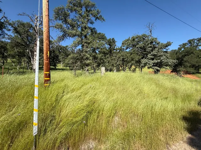 a view of a yard with plants and large trees