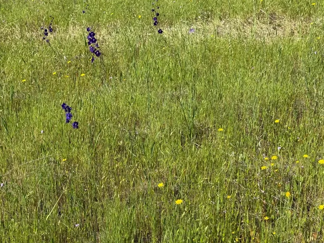 a view of a field with a tree in the background