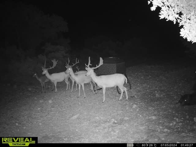 0 Other Rocksprings, TX 78880 - Photo 54 of 61