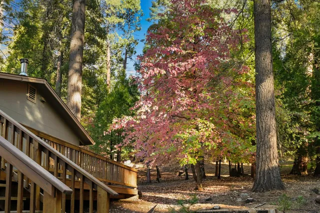 a view of a house with a yard plants and large tree