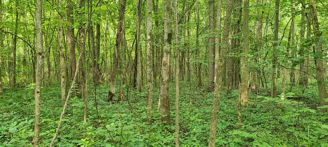 $269,500 | 45-acres 108th Avenue, Pullman, MI 49450